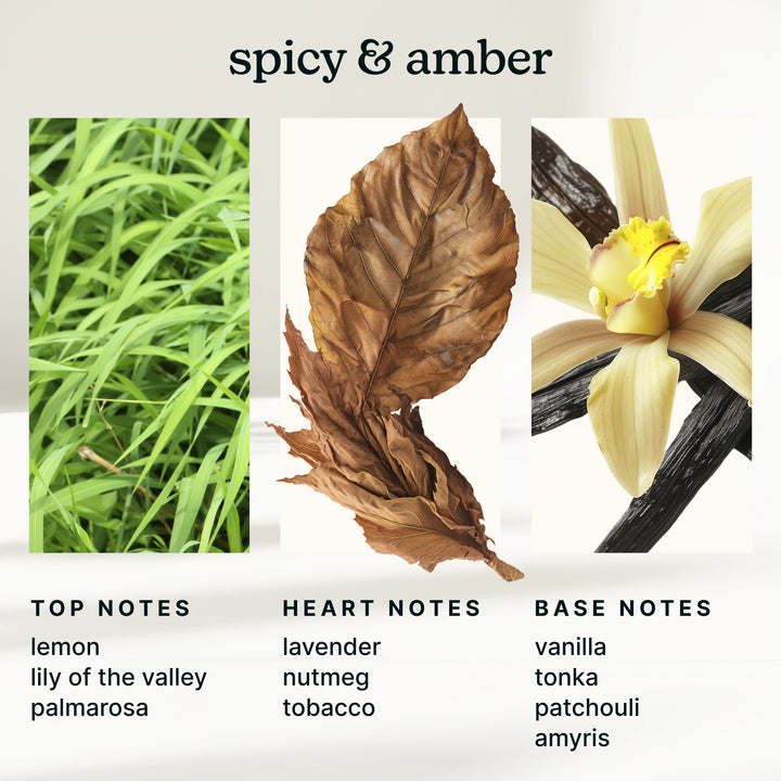 Infographic of spicy and amber fragrance notes with corresponding images and descriptions.