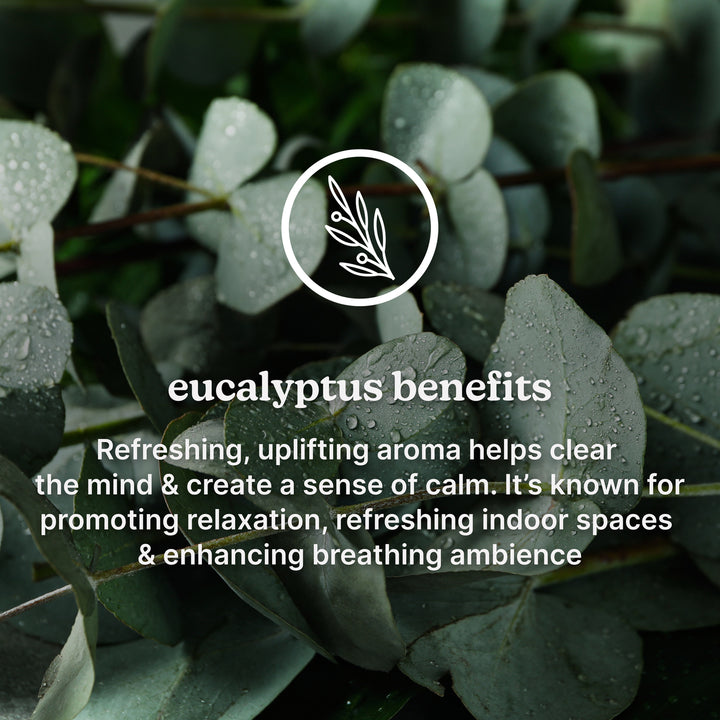 eucalyptus benefits-Refreshing, uplifting aroma helps clear the mind & create a sense of calm. It's known for promoting relaxation, refreshing indoor spaces & enhancing breathing ambience