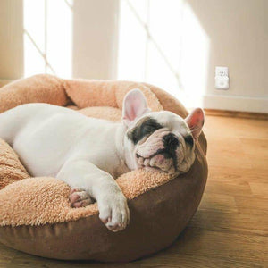 Homedics TotalClean Personal UV Air Sanitizer attached to wall outlet with sleeping dog in the foreground
