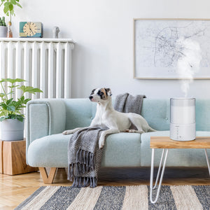 Dog sits up on couch next to a powered Homedics TotalComfort Cool-Mist Humidifier on table
